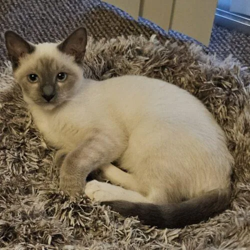 A baby small-sized male Blue Point Siamese cat named Sushi for adoption in Gilbert, AZ