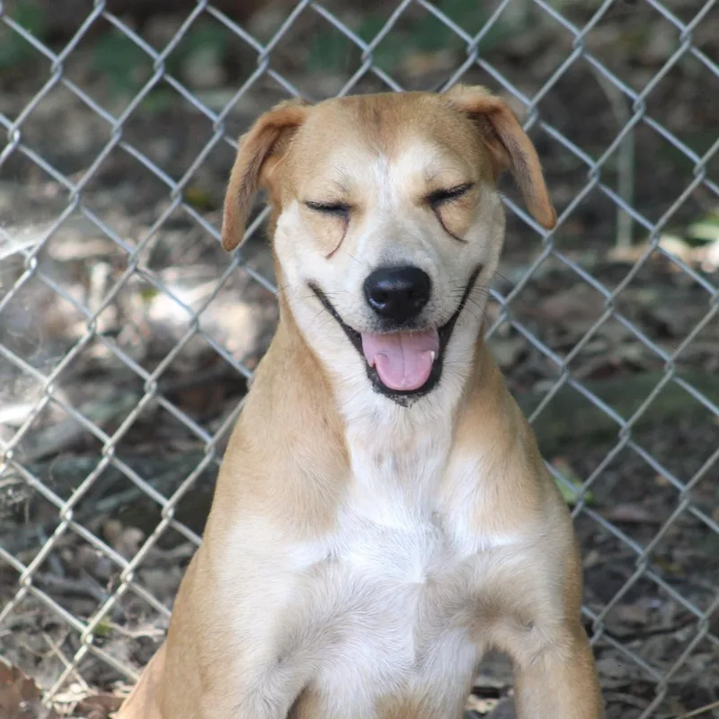 A young medium-sized female White / Cream Labrador Retriever dog named Key West for adoption in Columbia, SC