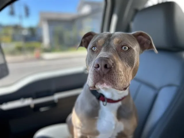 A young large-sized male Pit Bull Terrier dog named Kyrie for adoption in Fairfield, CA
