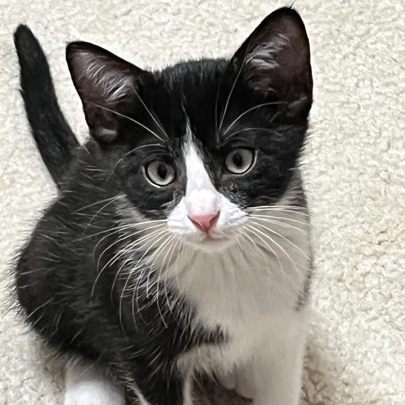 A baby small-sized male Black Domestic Short Hair cat named Liam for adoption in Houston, TX