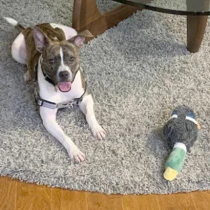 An adult large-sized male Pit Bull Terrier dog named Blitz for adoption in Washington, DC