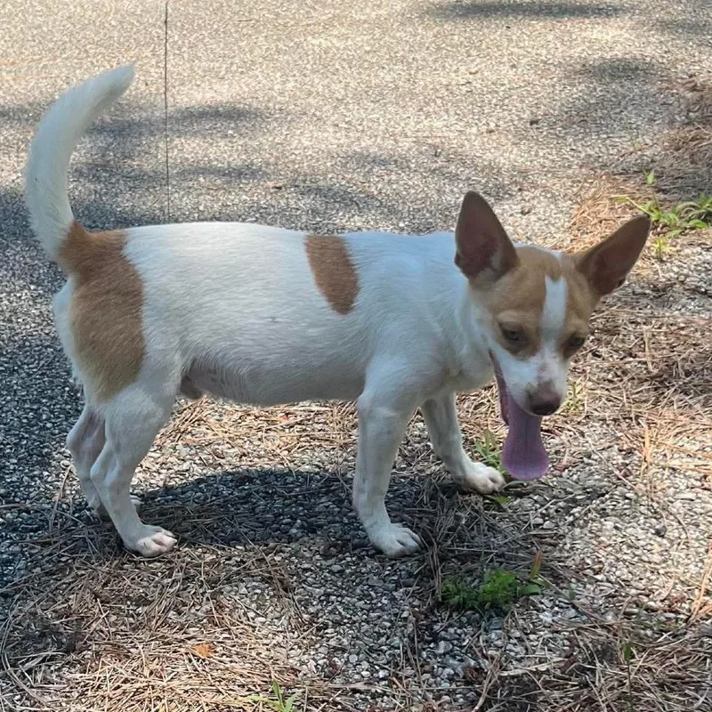 A young small-sized male White / Cream Mixed Breed dog named Willie for adoption in Montgomery, TX