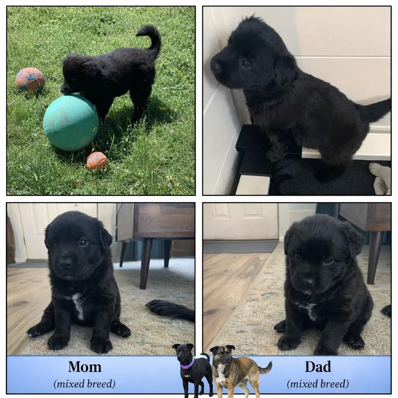 A baby small-sized male Black Labrador Retriever dog named Roscoe for adoption in Spokane, WA