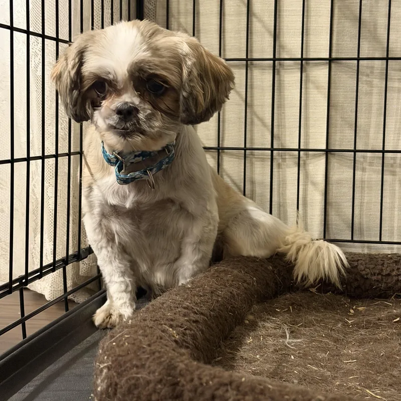 A senior small-sized female Shih Tzu dog named HazelNut for adoption in Hindsboro, IL