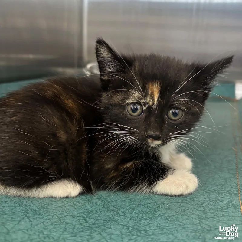 A baby medium-sized female Domestic Short Hair cat named Spice for adoption in Washington, DC