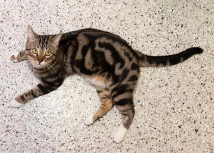 An adult medium-sized male Domestic Short Hair cat named Aero for adoption in Baton Rouge, LA