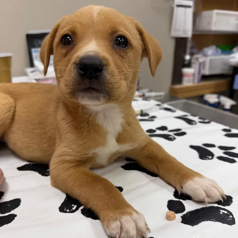 A baby medium-sized female Yellow / Tan / Blond / Fawn Golden Retriever dog named Remedy for adoption in Detroit Lakes, MN