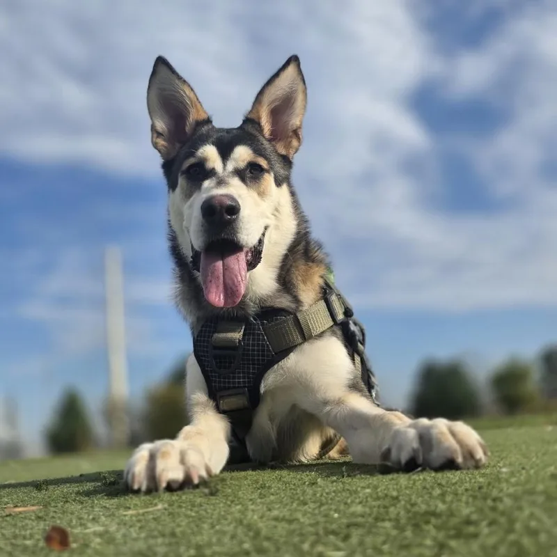 A young small-sized female White / Cream Husky dog named Sky  Home to for adoption in South Elgin, IL