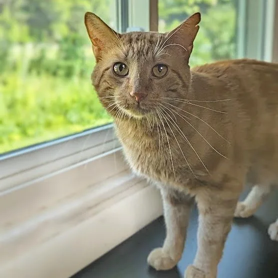 An adult medium-sized male Tabby (Orange / Red) Tabby cat named Shaggy Rogers for adoption in Shippenville, PA