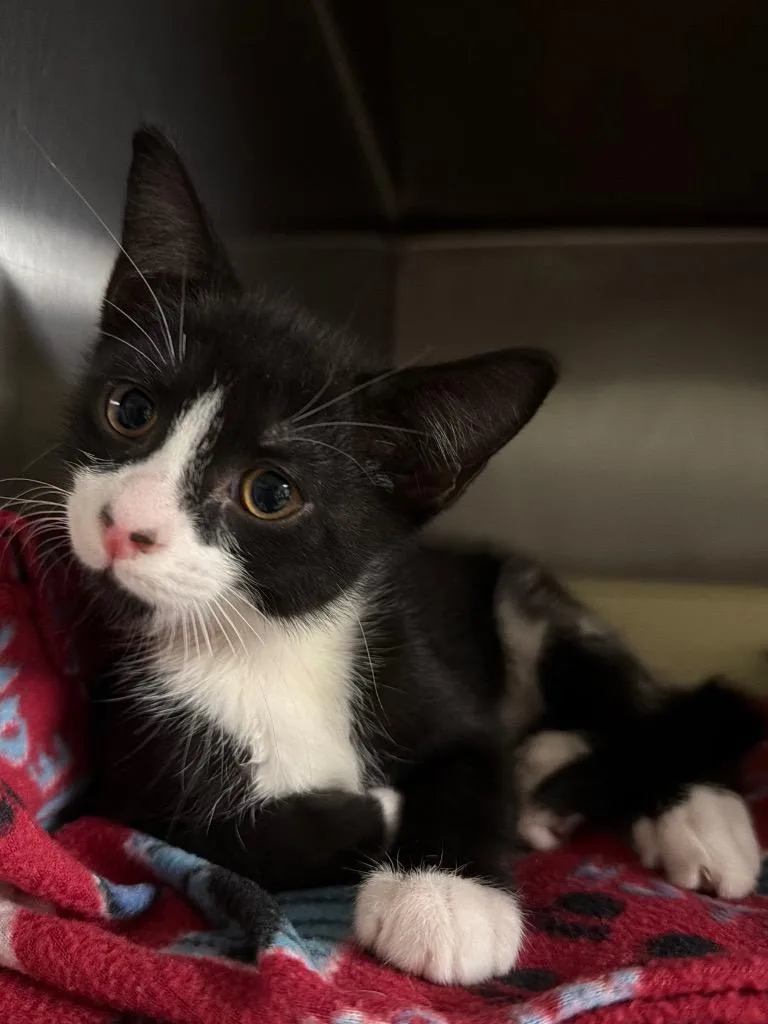 A baby small-sized male Domestic Short Hair cat named Chase for adoption in Ocala, FL