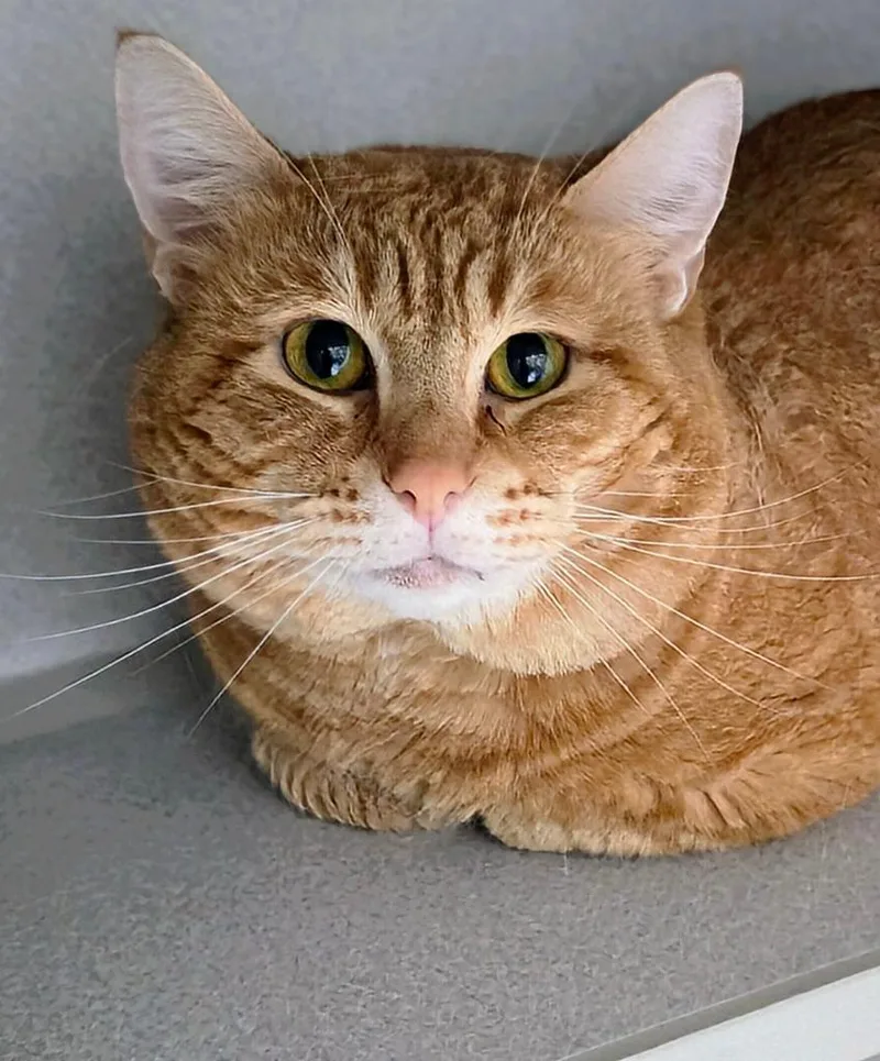 A senior medium-sized male Domestic Short Hair cat named Dewey for adoption in Bloomington, IN