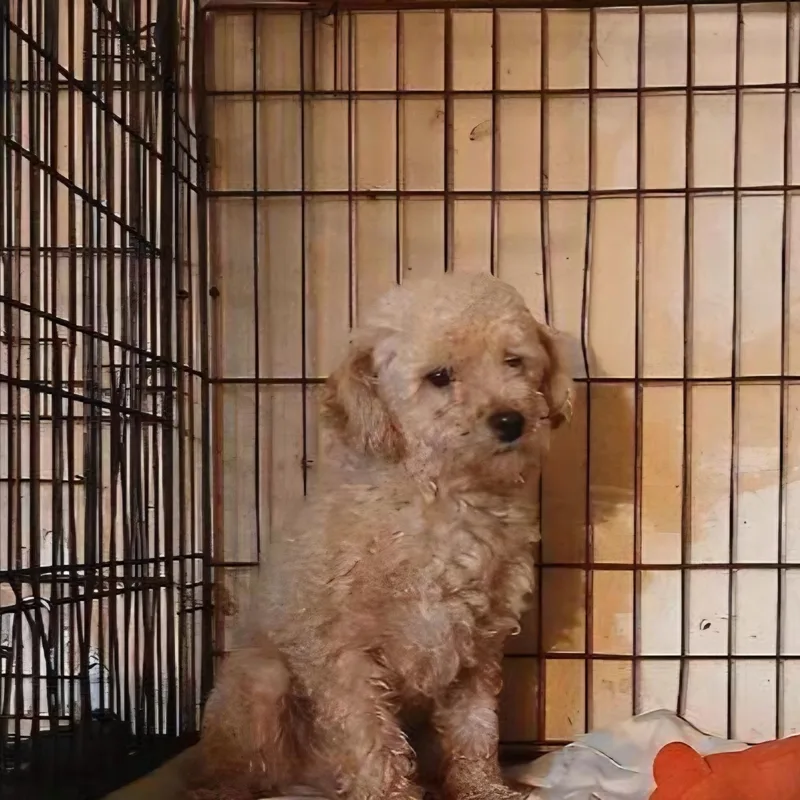 An adult small-sized male Apricot / Beige Poodle (Toy) dog named Tater for adoption in Chicopee, MA