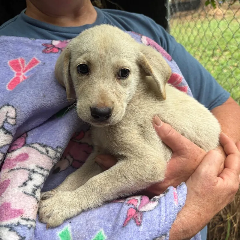 A baby large-sized female Yellow / Tan / Blond / Fawn Great Pyrenees dog named Aria for adoption in Sequatchie, TN