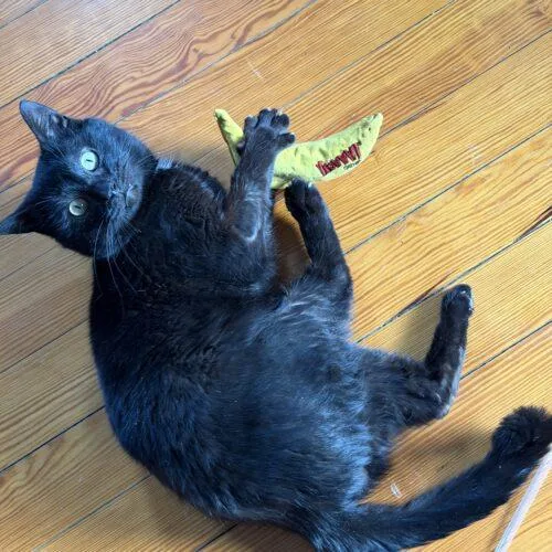 A young medium-sized male Black Domestic Short Hair cat named Willy for adoption in Fishers, IN