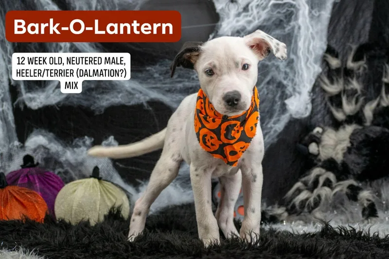 Bark O Lantern