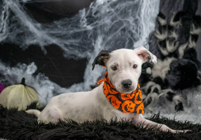 Bark O Lantern thumbnail 2