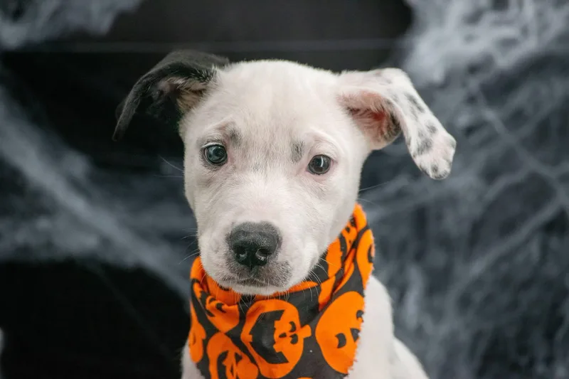 Bark O Lantern thumbnail 3
