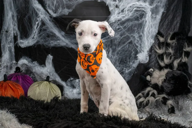 Bark O Lantern thumbnail 4