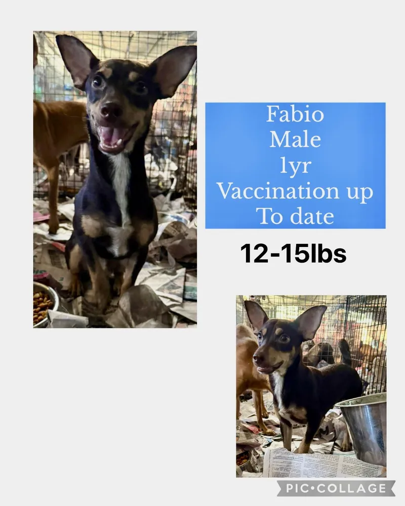 An adult small-sized male Terrier dog named Fabio for adoption in Virginia Beach, VA
