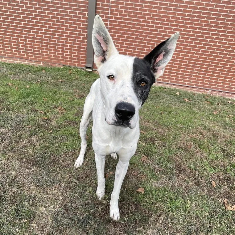 An adult medium-sized male Mixed Breed dog named Oakley for adoption in Brenham, TX