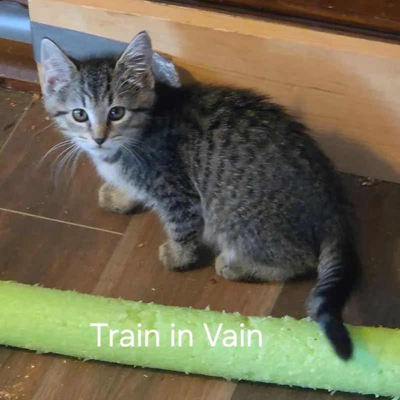 A baby small-sized female Gray / Blue / Silver Domestic Short Hair cat named Train in Vain for adoption in Fredericksburg, VA