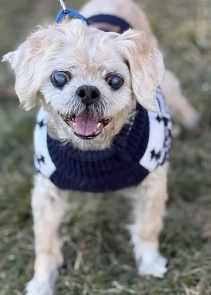 A senior small-sized male Shih Tzu dog named Sticker for adoption in Malvern, PA