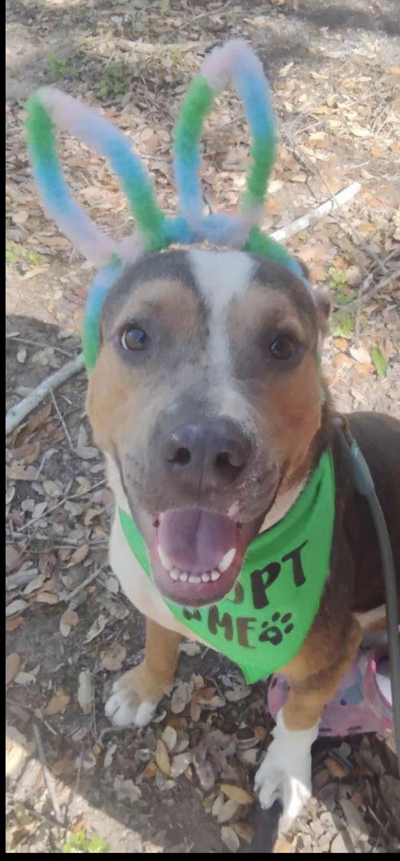 A young large-sized male American Staffordshire Terrier dog named Rufus for adoption in Sumter, SC
