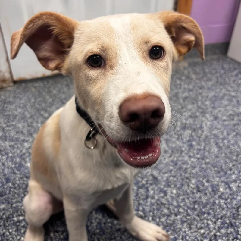 A baby medium-sized male White / Cream Yellow Labrador Retriever dog named Theo for adoption in Belleville, IL