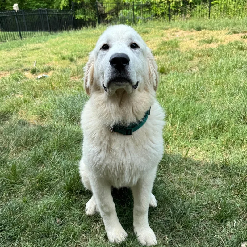 Huck