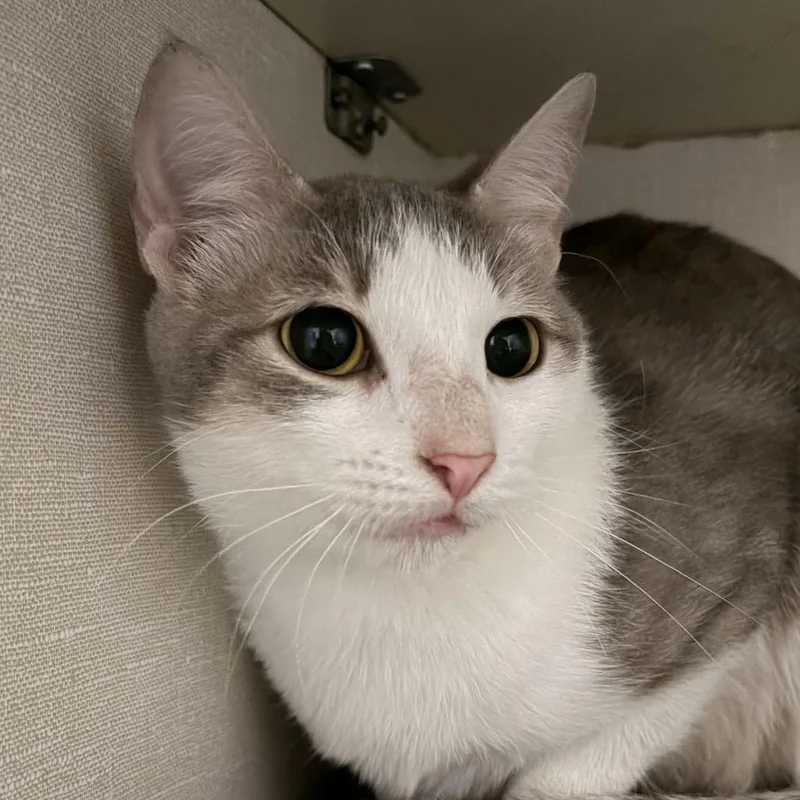 An adult medium-sized female Gray / Blue / Silver Domestic Short Hair cat named Cinna for adoption in San Antonio, TX