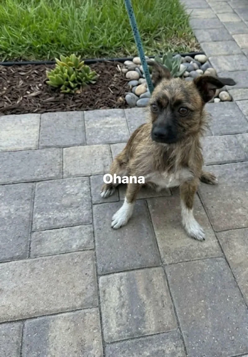 An adult small-sized female Cairn Terrier dog named Ohana for adoption in Winter haven, FL