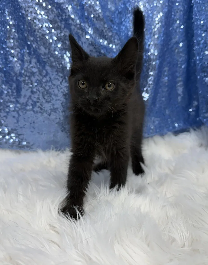 A young medium-sized male Black Domestic Short Hair cat named Malkin for adoption in Clarkesville, GA