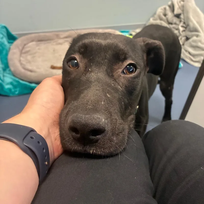 A young medium-sized female Black Pit Bull Terrier dog named Lisa for adoption in Greensboro, NC