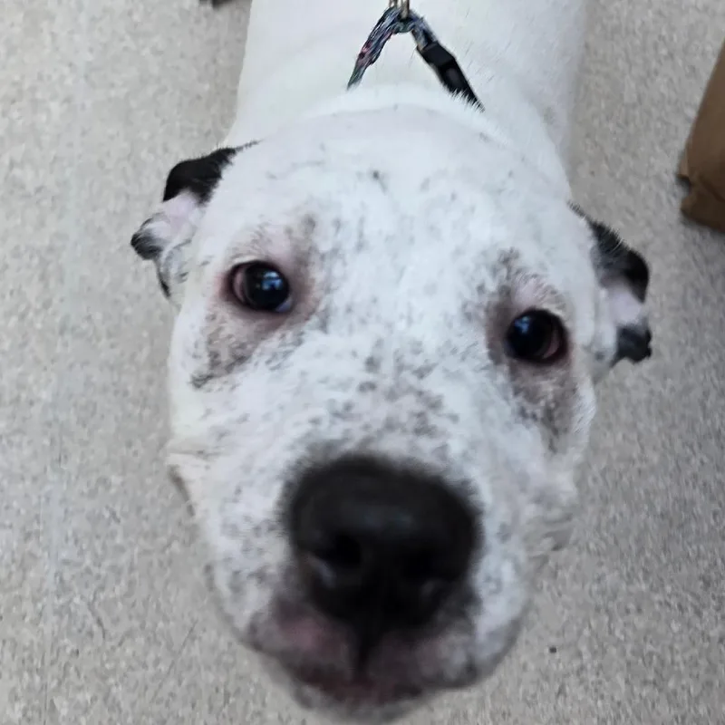 Cookie Monster thumbnail 2