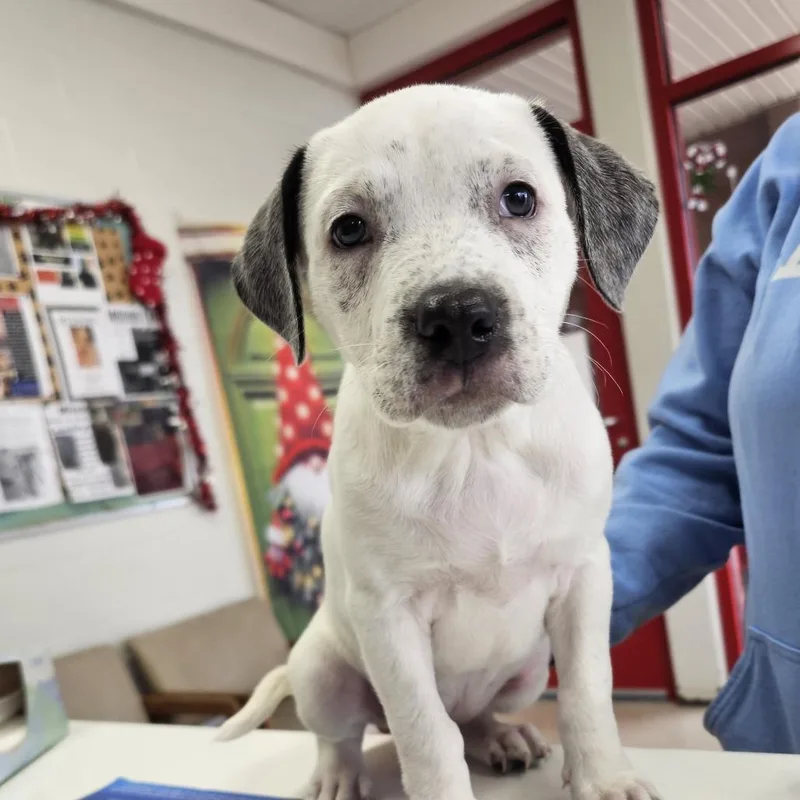 Cookie Monster thumbnail 3