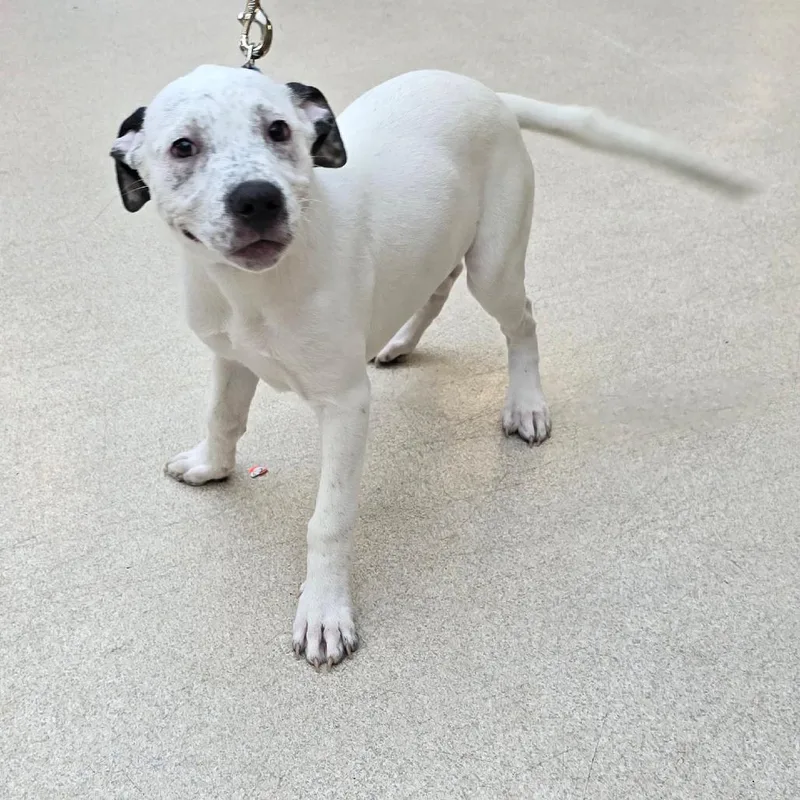 Cookie Monster thumbnail 4