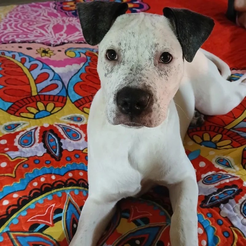 Cookie Monster thumbnail 5