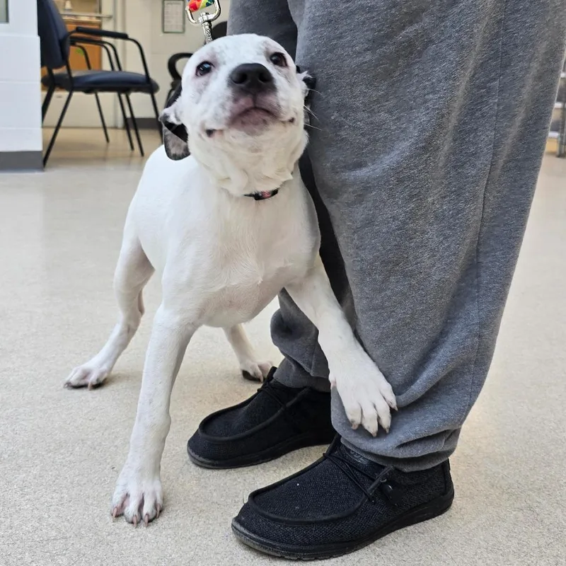 Cookie Monster thumbnail 6