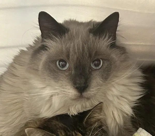 A senior medium-sized male Domestic Long Hair cat named Fireball for adoption in Golden, CO