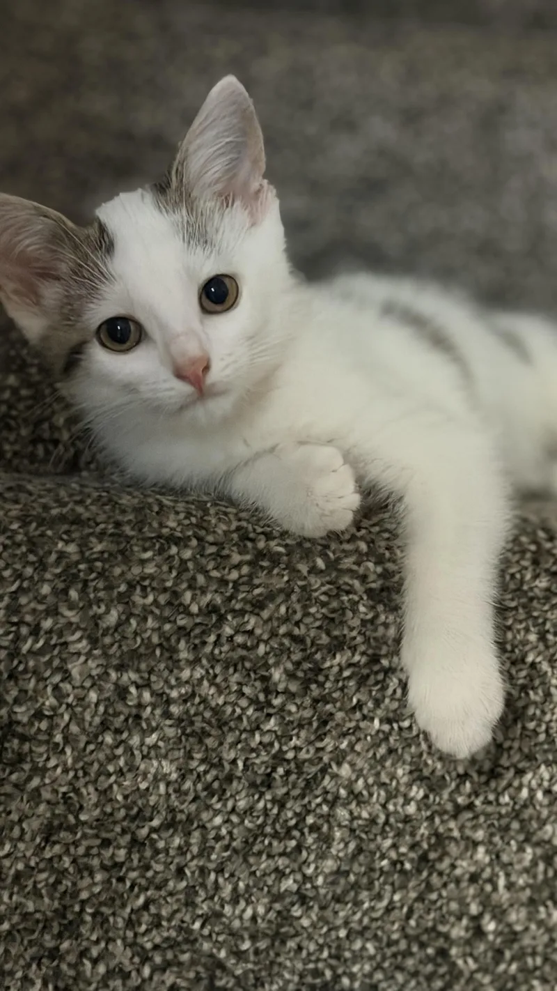 A baby medium-sized female Gray & White American Shorthair cat named Fiesty for adoption in Massillon, OH