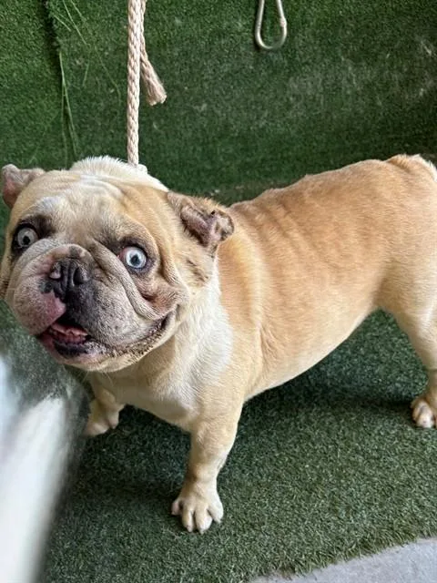 An adult medium-sized male French Bulldog dog named Gordo for adoption in Lancaster, CA