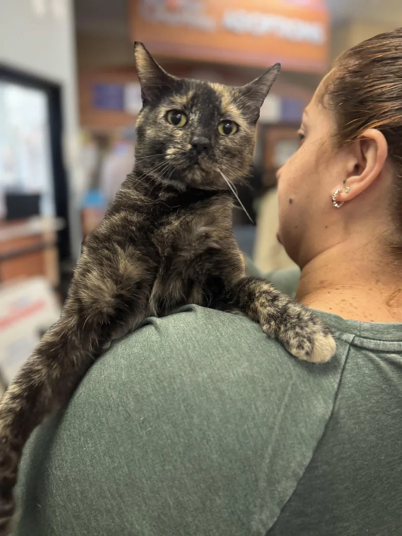 A young medium-sized female Domestic Short Hair cat named Chica for adoption in Brooklyn, NY