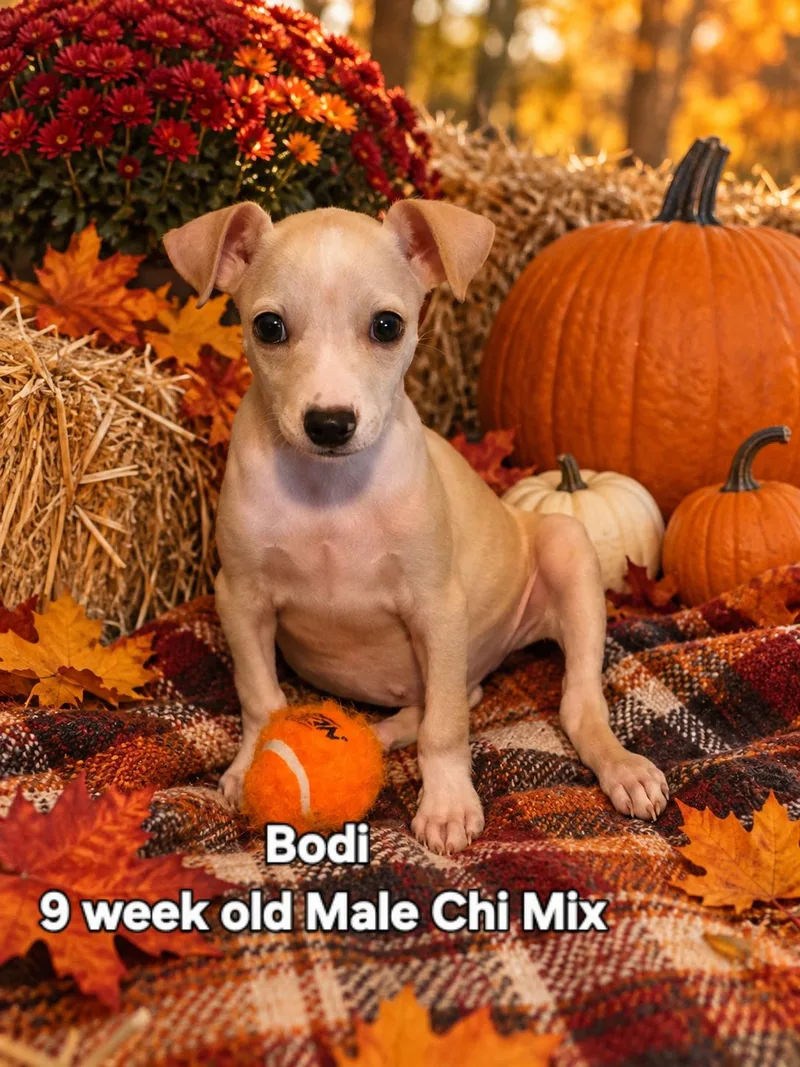 A baby small-sized male Chihuahua dog named Bodi for adoption in Walker, LA