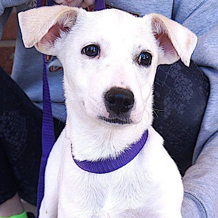 A young medium-sized female White / Cream Labrador Retriever dog named Lilly for adoption in Carrollton, TX