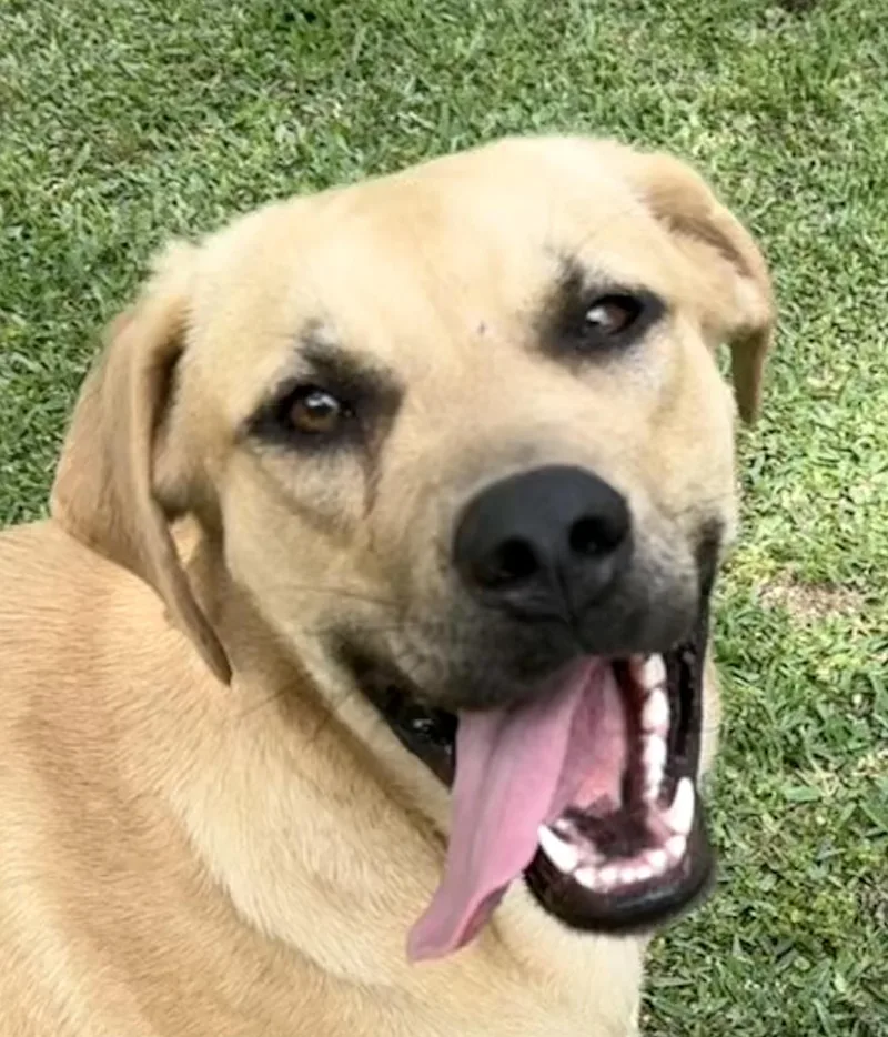 An adult large-sized female Yellow / Tan / Blond / Fawn Puggle dog named Elsa for adoption in Alexandria, LA