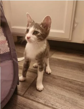 A young medium-sized male Gray / Blue / Silver Domestic Short Hair cat named Chive for adoption in Fort Collins, CO