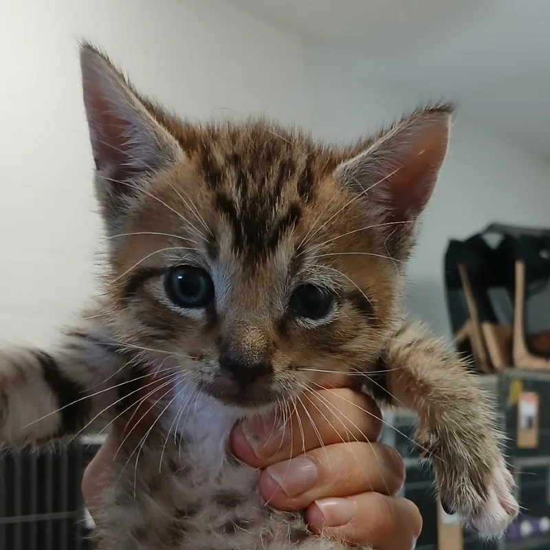 A baby small-sized male Brown / Chocolate Domestic Short Hair cat named Ocelot for adoption in New York, NY