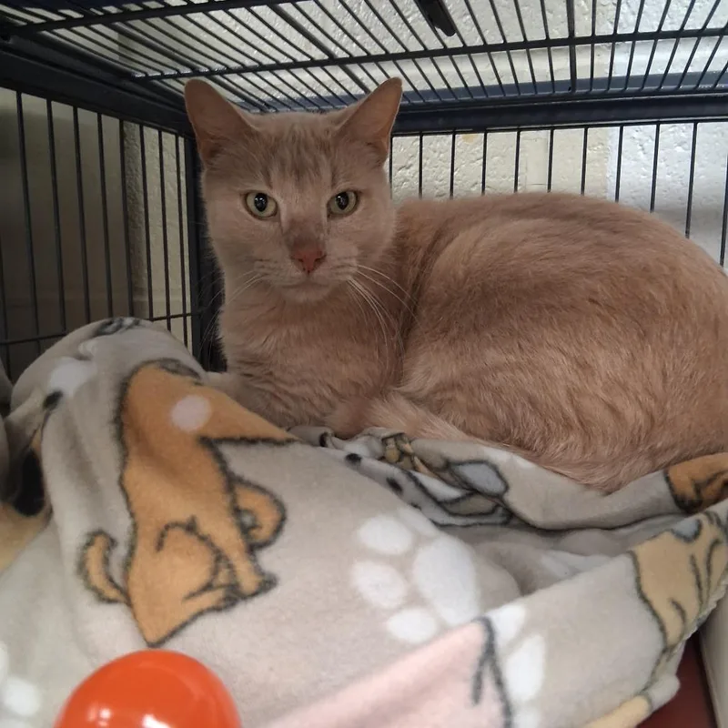 A young medium-sized male Orange / Red Domestic Short Hair cat named CheesyC for adoption in East Saint Louis, IL