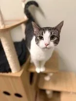 An adult medium-sized female White Domestic Short Hair cat named Misty for adoption in Dodgeville, WI