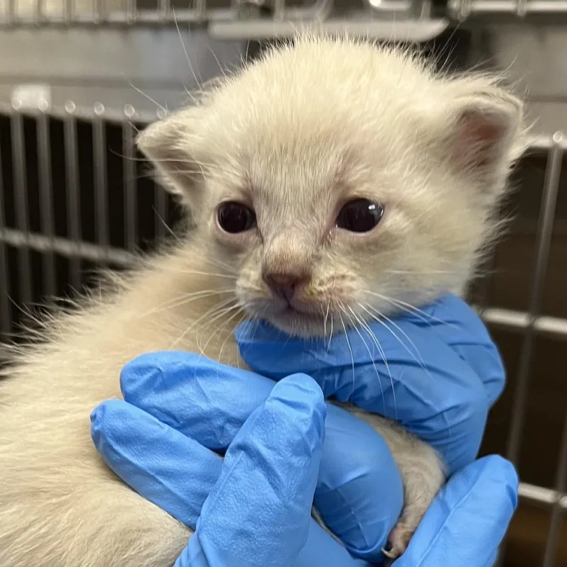 A baby small-sized male Cream / Ivory Domestic Short Hair cat named Claiborne for adoption in Kanab, UT